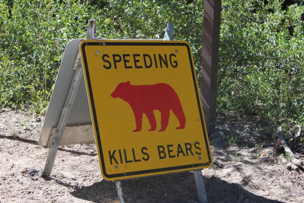 Killing Bears