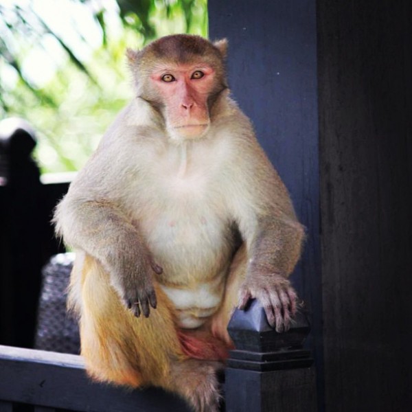 Monkey Mandarin Oriental Sanya