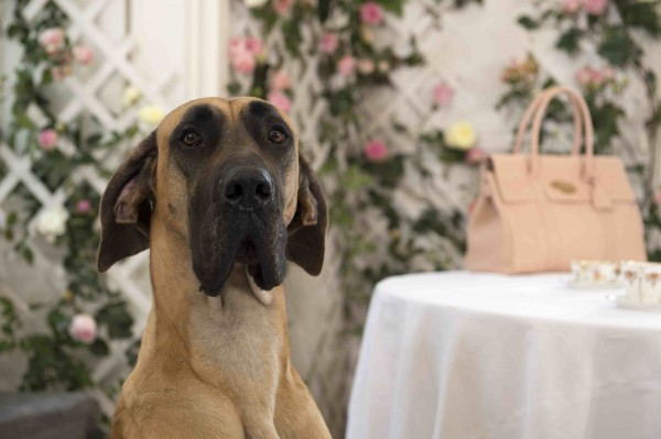 Mullbery_SS14_raser the Great Dane with Bayswater