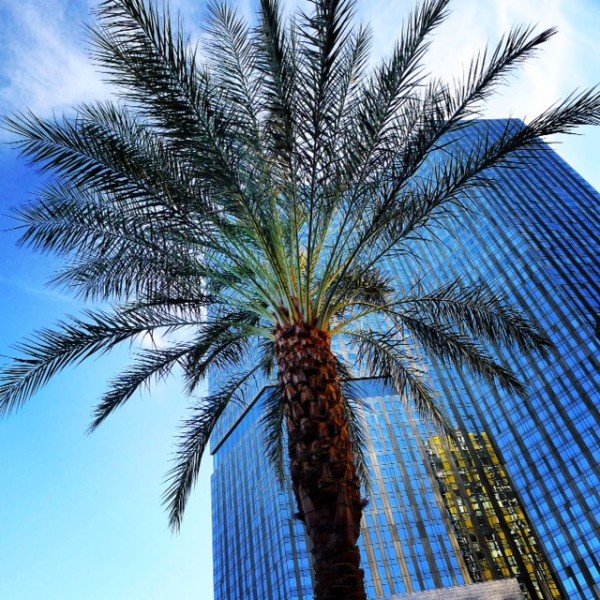 Palm Tree Vegas