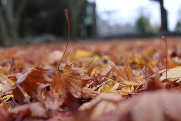 Leaves