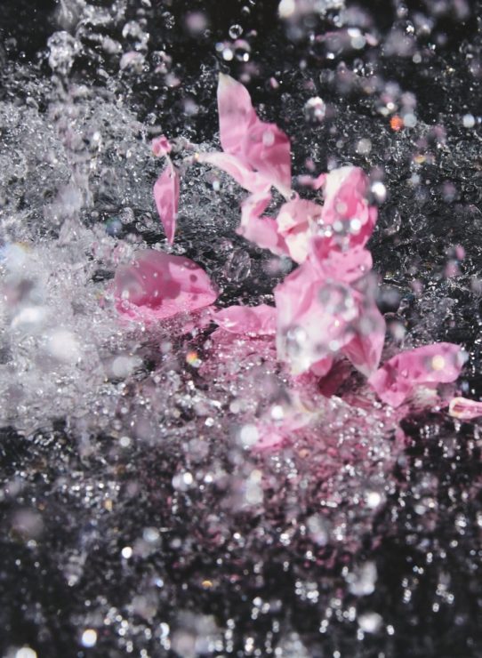 Rose-centifolia-de-Grasse-immergée-dans-l’eau-de-la-fontaine-Les-Fontaines-Parfumées-Grasse-web