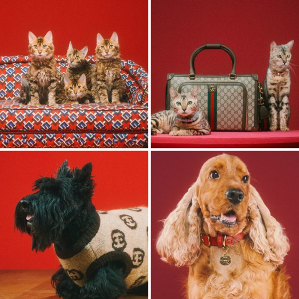 The Gucci Pet Collection is unveiled through a series of pet