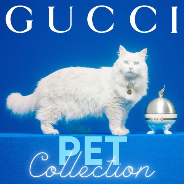 The Gucci Pet Collection 