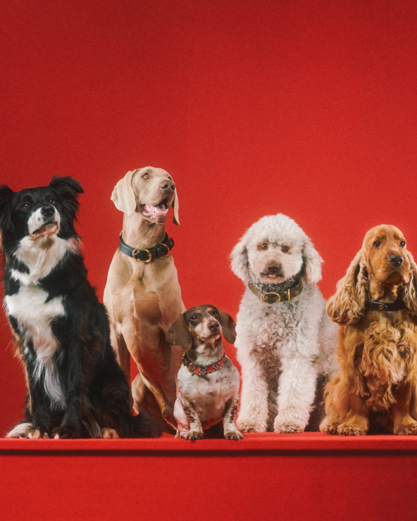 Gucci for pets lands with adorable portraits from Max Siedentopf